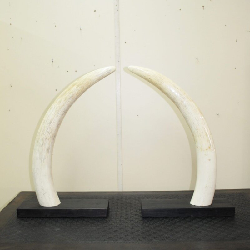 Esculturas colmillos