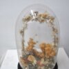 Fanal de cristal - Imagen 3