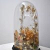 Fanal de cristal - Imagen 4