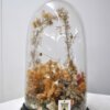 Fanal de cristal - Imagen 5
